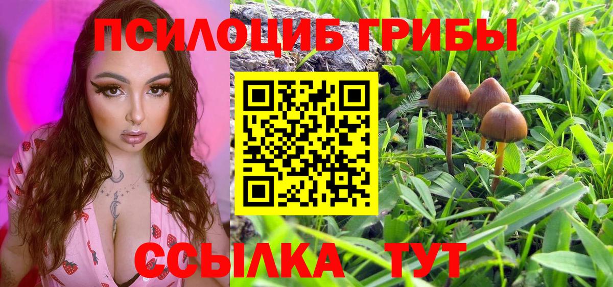 Тара  Псилоцибиновые грибы прущие грибы  Вход с VPN 